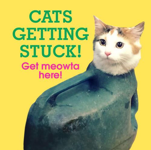 Cover of the book Cats Getting Stuck! by Ebury Publishing, Ebury Publishing