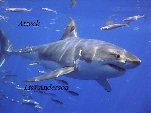 Cover of the book Attack by Lisa Anderson, Lisa Anderson