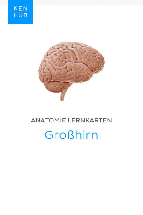 Cover of the book Anatomie Lernkarten: Großhirn by Kenhub, Kenhub