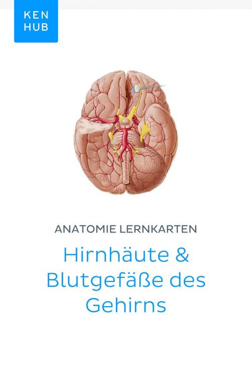 Cover of the book Anatomie Lernkarten: Hirnhäute & Blutgefäße des Gehirns by Kenhub, Kenhub
