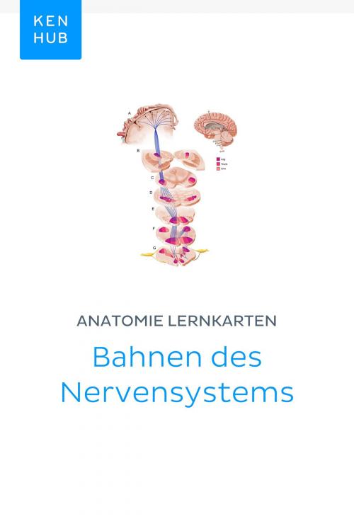 Cover of the book Anatomie Lernkarten: Bahnen des Nervensystems by Kenhub, Kenhub
