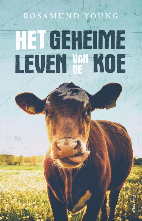 Cover of the book Het geheime leven van de koe by Rosamund Young, Atlas Contact, Uitgeverij