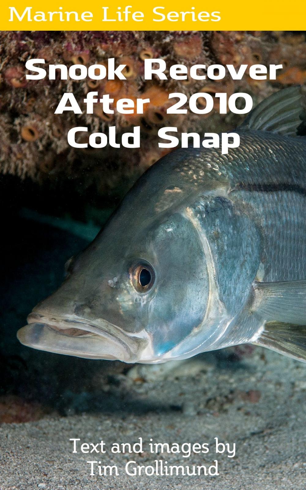 Big bigCover of Snook Recover After 2010 Cold Snap