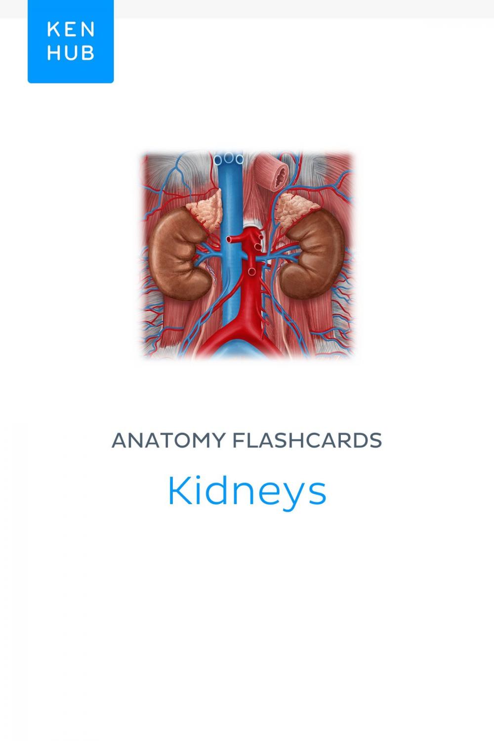 Big bigCover of Anatomy flashcards: Kidneys
