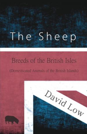 Book cover of The Sheep - Breeds of the British Isles (Domesticated Animals of the British Islands)