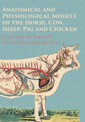 Cover of the book Anatomical and Physiological Models of the Horse, Cow, Sheep, Pig and Chicken - Colored to Nature - With Explanatory Key by C. A. E. Osman