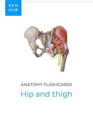 Cover of Anatomy flashcards: Hip and thigh