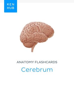 Book cover of Anatomy flashcards: Cerebrum