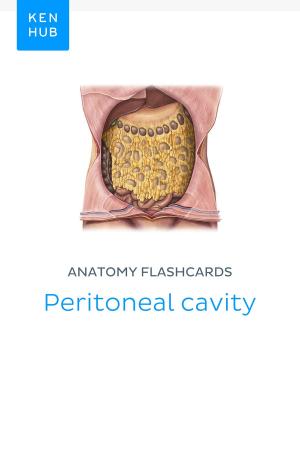 Book cover of Anatomy flashcards: Peritoneal cavity