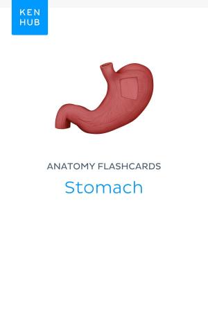 Book cover of Anatomy flashcards: Stomach