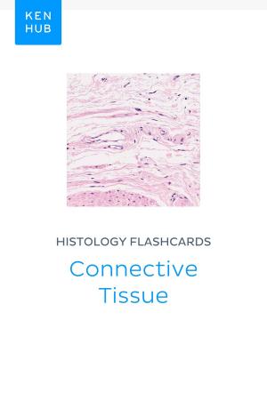 Book cover of Histology flashcards: Connective Tissue