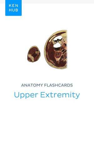 Book cover of Anatomy flashcards: Upper Extremity