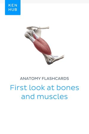 Book cover of Anatomy flashcards: First look at bones and muscles