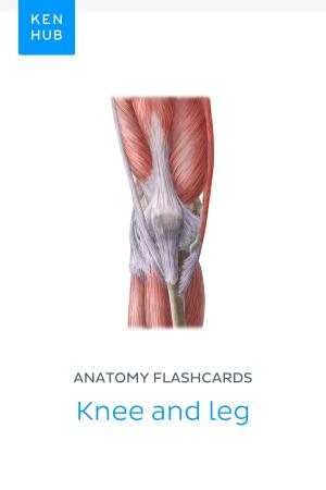Book cover of Anatomy flashcards: Knee and leg