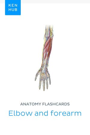Book cover of Anatomy flashcards: Elbow and forearm