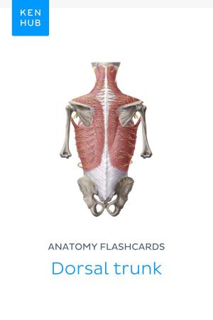 Book cover of Anatomy flashcards: Dorsal trunk