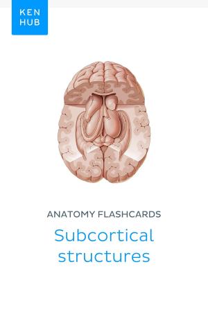 Book cover of Anatomy flashcards: Subcortical structures
