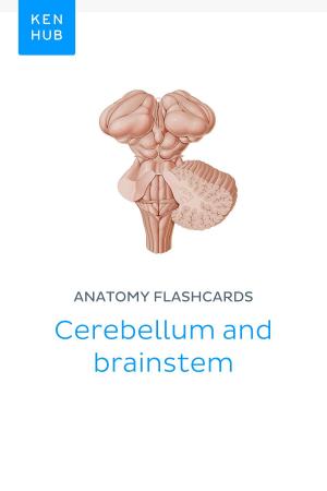 Book cover of Anatomy flashcards: Cerebellum and brainstem