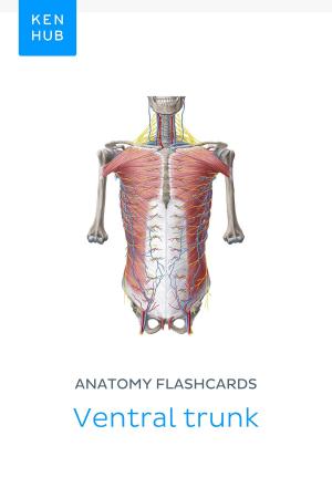 Cover of the book Anatomy flashcards: Ventral trunk by Kenhub