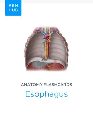 Book cover of Anatomy flashcards: Esophagus
