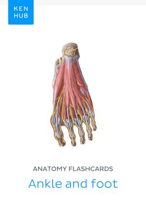 Book cover of Anatomy flashcards: Ankle and foot