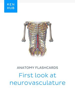 Cover of the book Anatomy flashcards: First look at neurovasculature by Dr David L Cook
