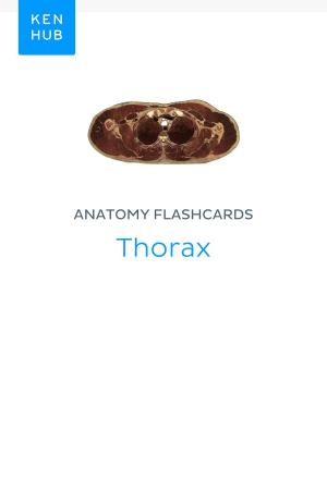 Book cover of Anatomy flashcards: Thorax