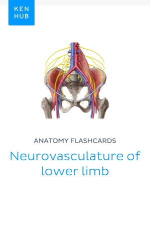 Book cover of Anatomy flashcards: Neurovasculature of lower limb