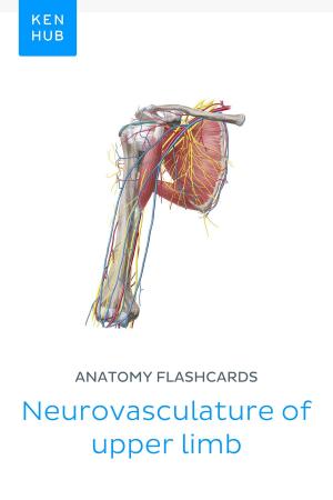Book cover of Anatomy flashcards: Neurovasculature of upper limb