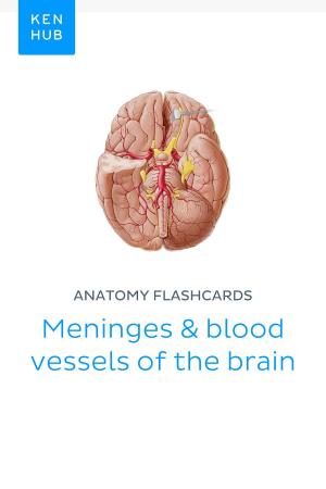Book cover of Anatomy flashcards: Meninges & blood vessels of the brain