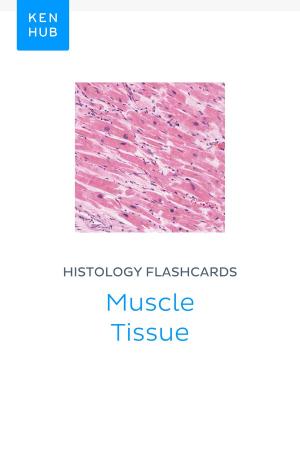 Book cover of Histology flashcards: Muscle Tissue