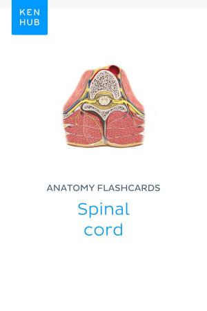 Book cover of Anatomy flashcards: Spinal cord