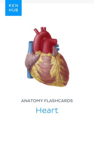 bigCover of the book Anatomy flashcards: Heart by 