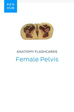 Book cover of Anatomy flashcards: Female Pelvis