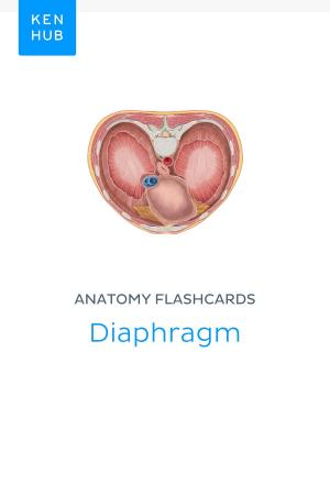 Book cover of Anatomy flashcards: Diaphragm