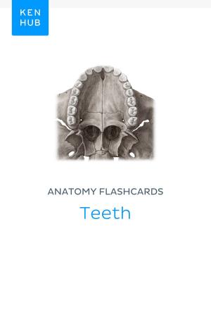 Book cover of Anatomy flashcards: Teeth