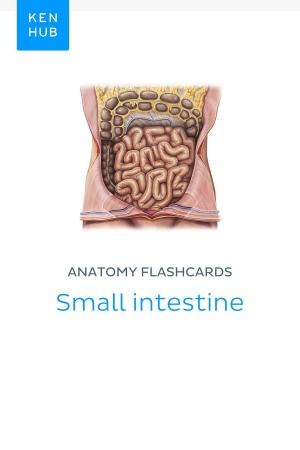 Book cover of Anatomy flashcards: Small intestine