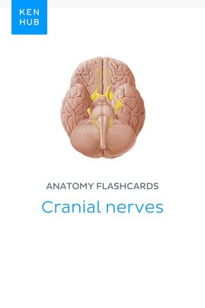 Book cover of Anatomy flashcards: Cranial nerves