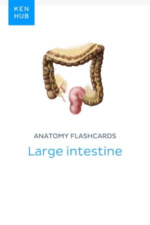 Book cover of Anatomy flashcards: Large intestine