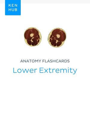 Book cover of Anatomy flashcards: Lower Extremity