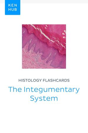 Book cover of Histology flashcards: The Integumentary System