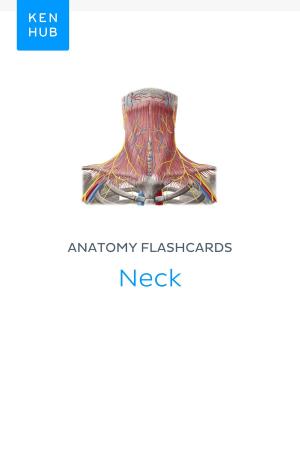 Cover of Anatomy flashcards: Neck