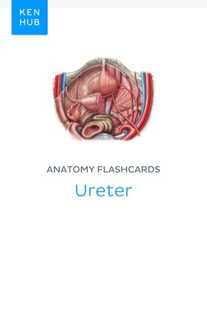 Book cover of Anatomy flashcards: Ureter