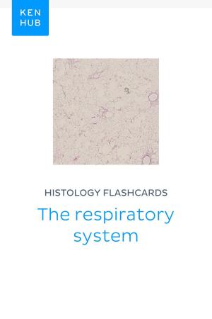 Book cover of Histology flashcards: The respiratory system