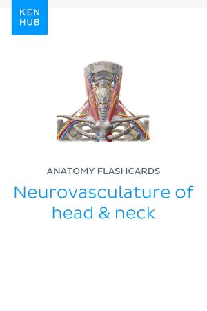 Book cover of Anatomy flashcards: Neurovasculature of head & neck