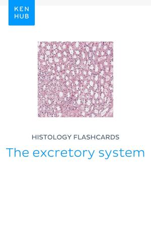 Book cover of Histology flashcards: The excretory system