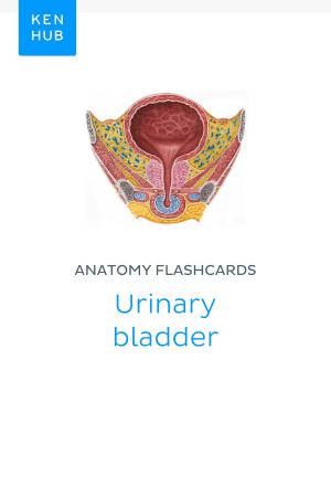 Book cover of Anatomy flashcards: Urinary bladder
