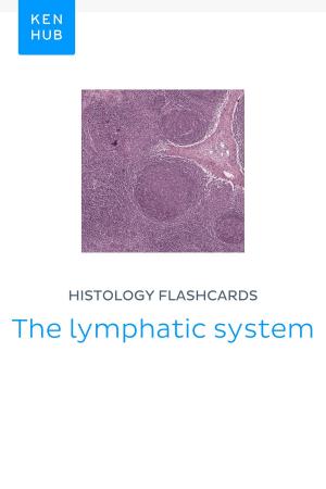 Book cover of Histology flashcards: The lymphatic system