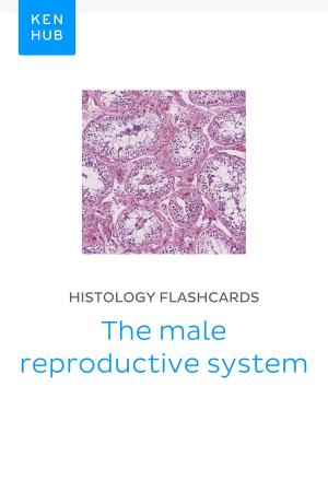 Book cover of Histology flashcards: The male reproductive system
