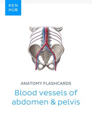Book cover of Anatomy flashcards: Blood vessels of abdomen & pelvis
